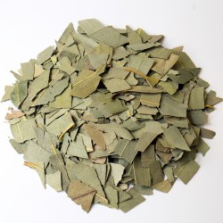 Eucalyptus feuille coupée