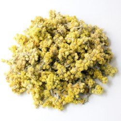 Immortelle fleur jaune