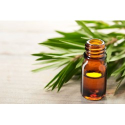 Oliban - Boswellia HE