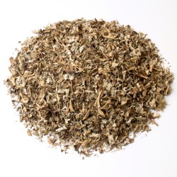 Lichen d'islande thalle