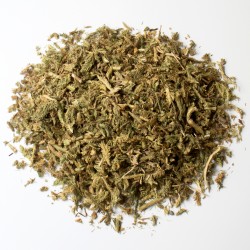 Lycopode partie aérienne