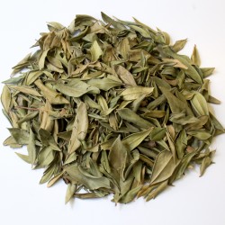 Myrte feuille entière