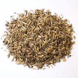 Ortie piquante racine