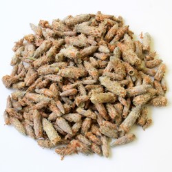 Pin sylvestre bourgeon