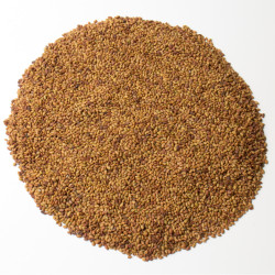 Alfalfa (Luzerne) graine