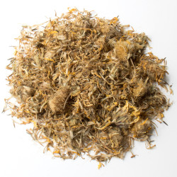 Arnica montana capitule floral