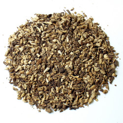 Angélique officinale  racine