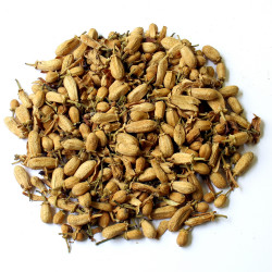 Oranger bigaradier bouton